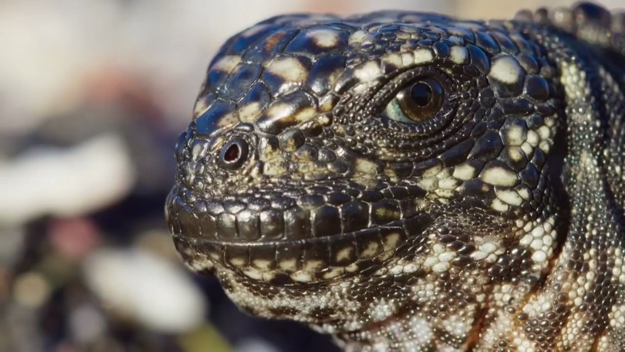 [图]逃出重围 鬣蜥vs蛇 Iguana vs Snakes _ Planet Earth II