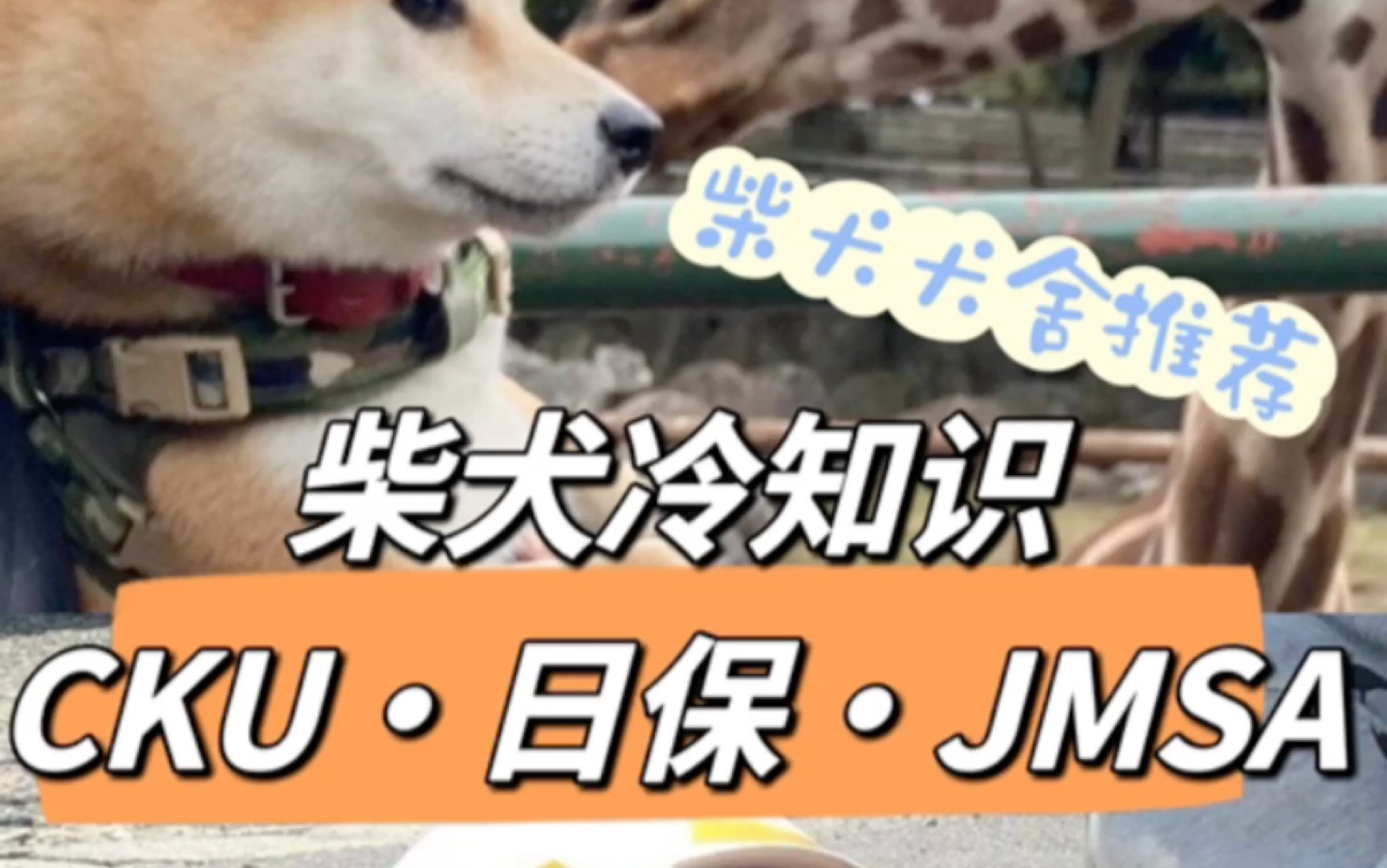 柴犬冷知识 CKUⷦ—夿ⷊMSA都是干什么的?哔哩哔哩bilibili