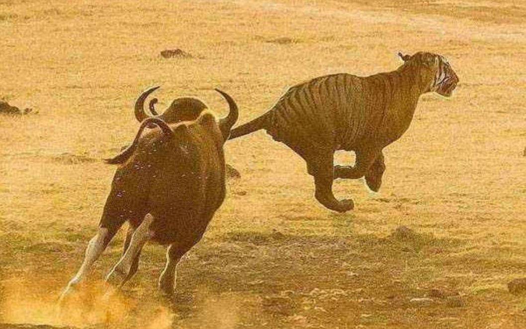 老虎冲进野牛群,抓住野牛一招锁喉,不料下一秒吓得撒腿就跑