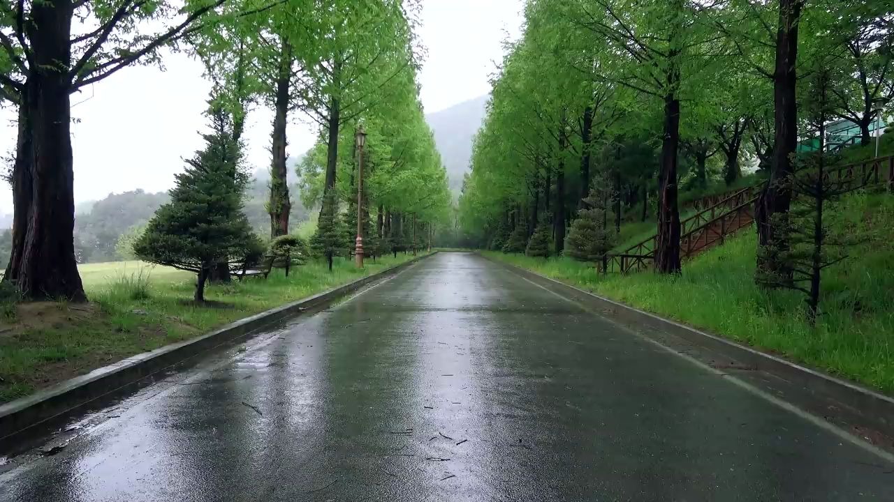 下在林荫道的平静的春雨下雨的风景.汽车里的雨声.治愈.休息哔哩哔哩bilibili