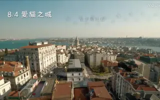 与猫共生_ 搜索结果_哔哩哔哩_Bilibili