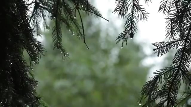 [图]【雨声】一个小时雨声 |戴着耳机听 就好像窗外在下雨 |写作业 睡觉 听着都很舒服