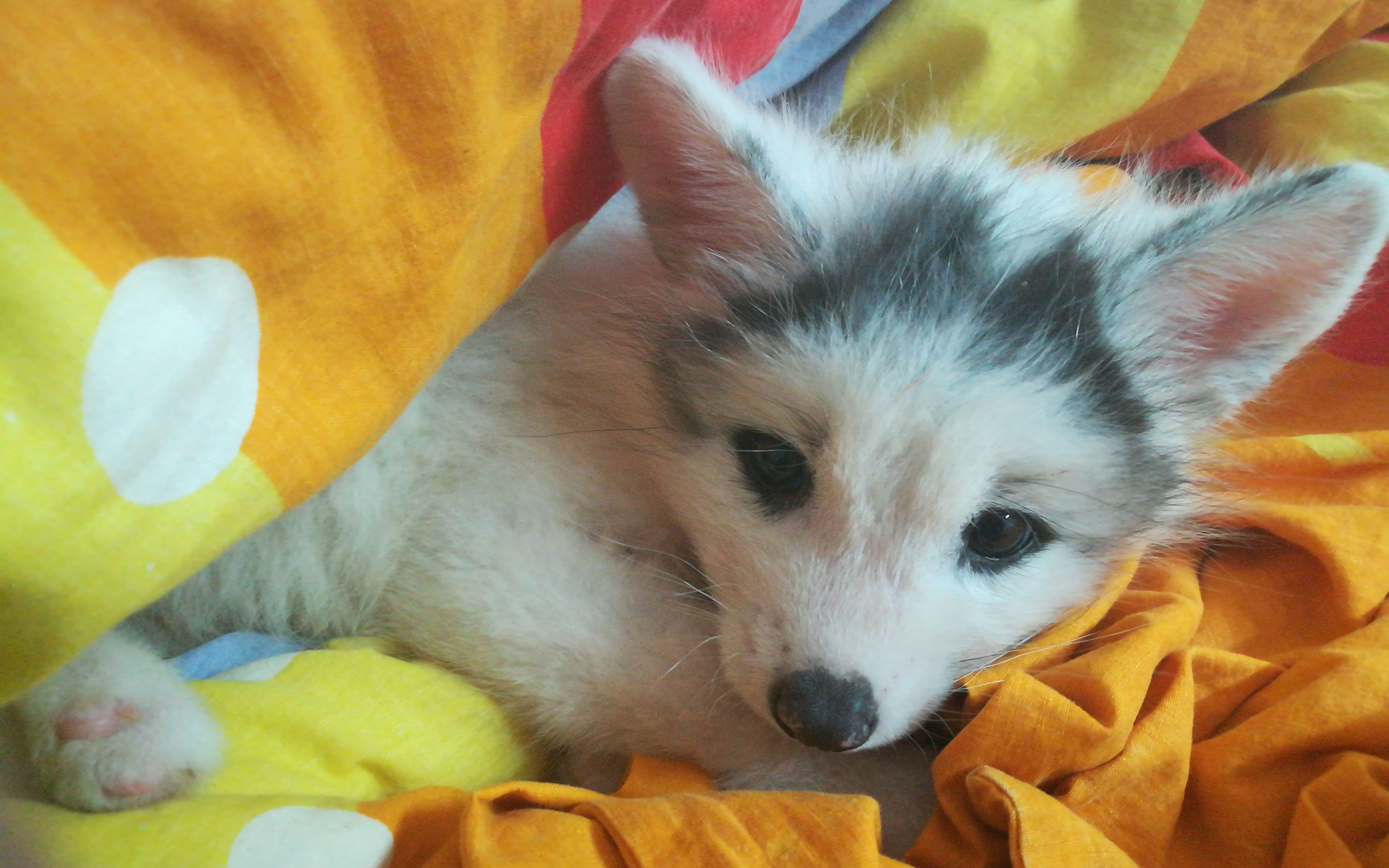 刚洗完澡的狐狸精第六期