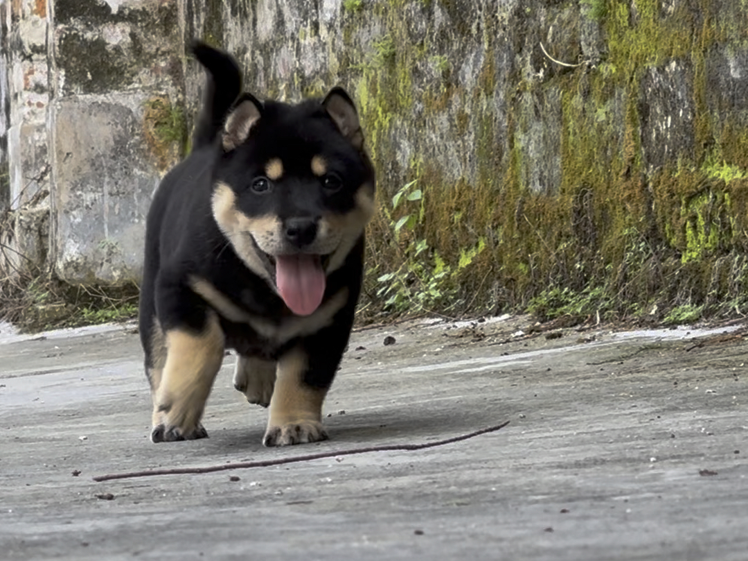 中华田园犬之四眼铁包金哔哩哔哩bilibili