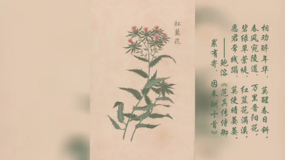 [图]发现古籍之美·《庶物类纂图翼》：古籍、诗文中的药草植物之美.07-3