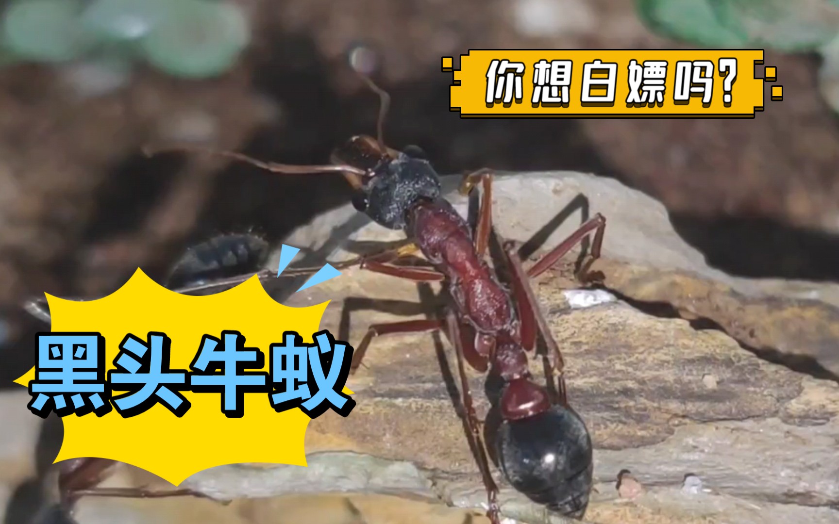 围观黑头牛蚁百工群落!(想要巢来找我,不贵05)_哔哩哔哩_bilibili