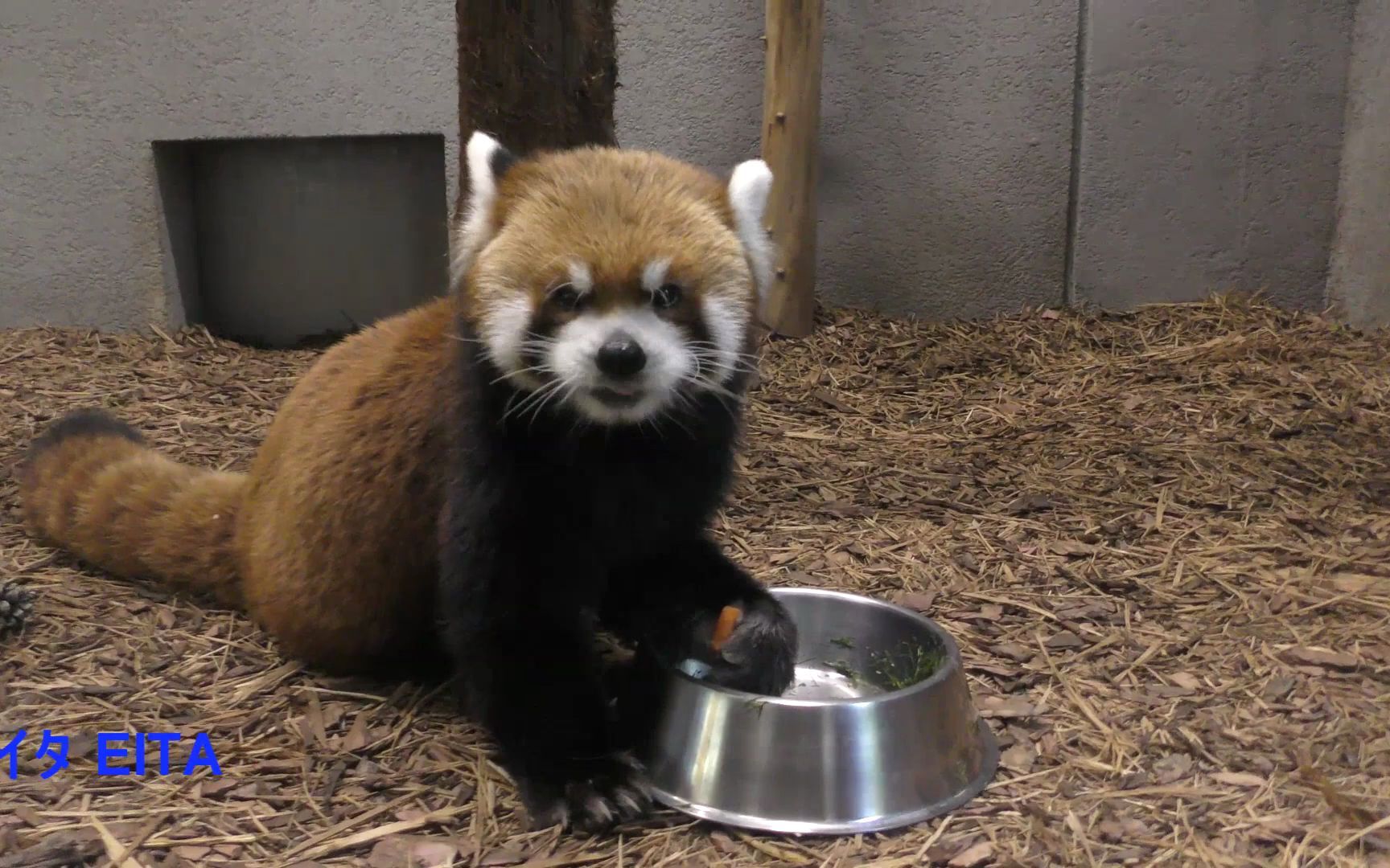 札幌市円山动物园 吃点心的小熊猫 エイタ ココ eita coco