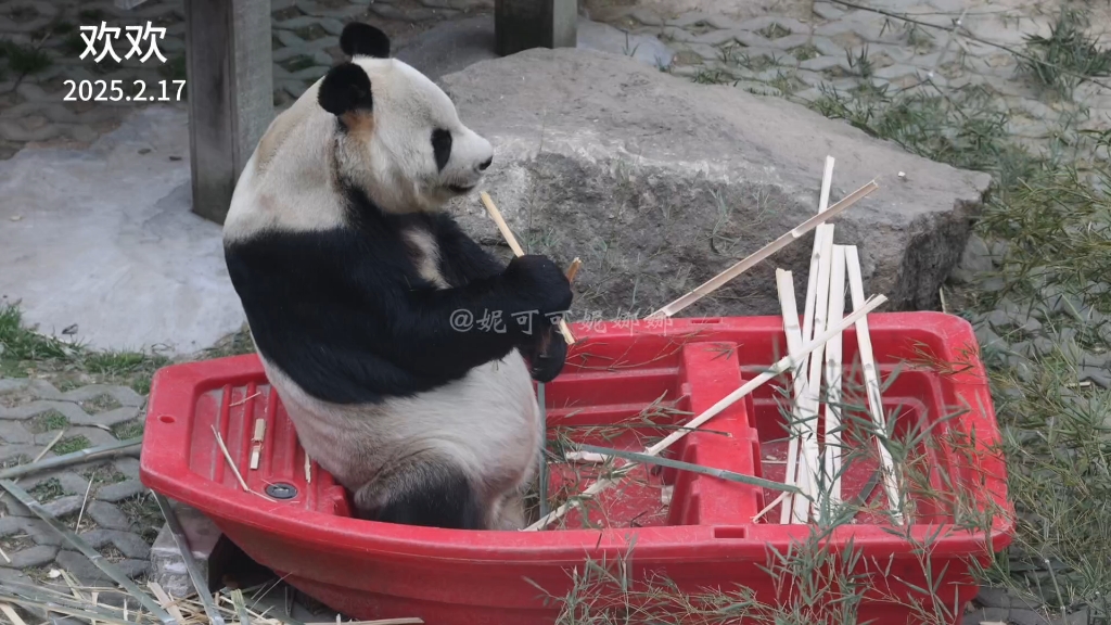大熊猫欢欢坐在小红船里吃竹子