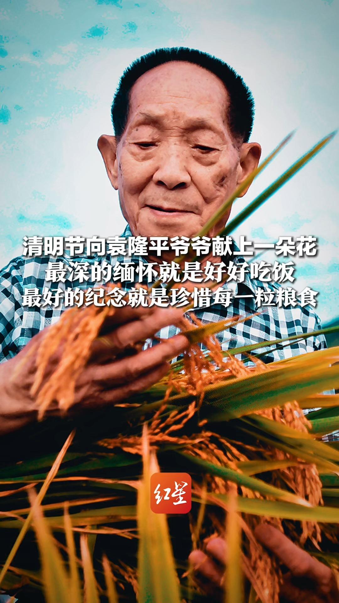 又一年清明，请你停留几秒，向袁隆平爷爷献上一朵花！最深的缅怀就是好好吃饭 最好的纪念就是珍惜每一粒粮食