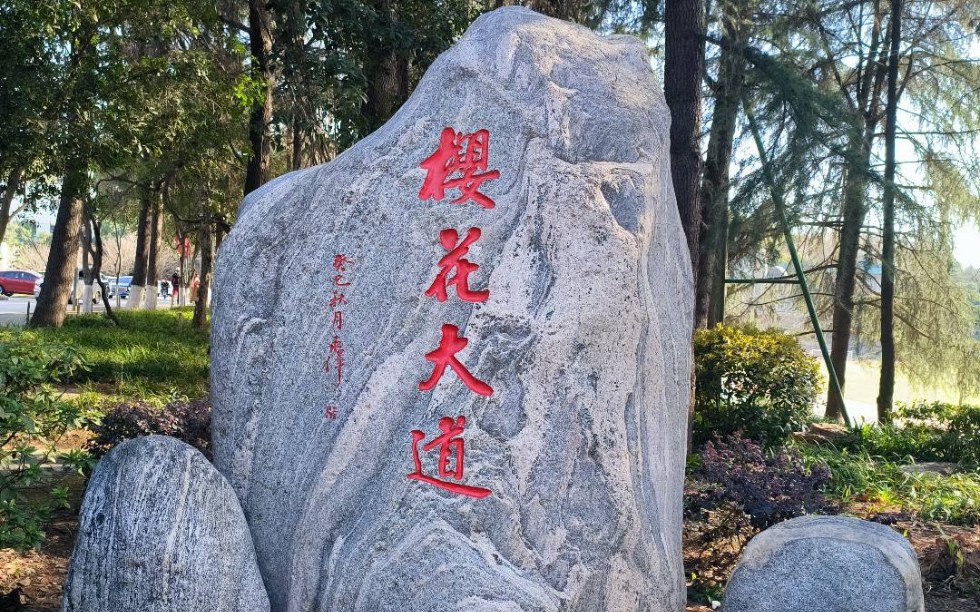 武大樱花大道尚未完全绽放的樱花居然是白色的?