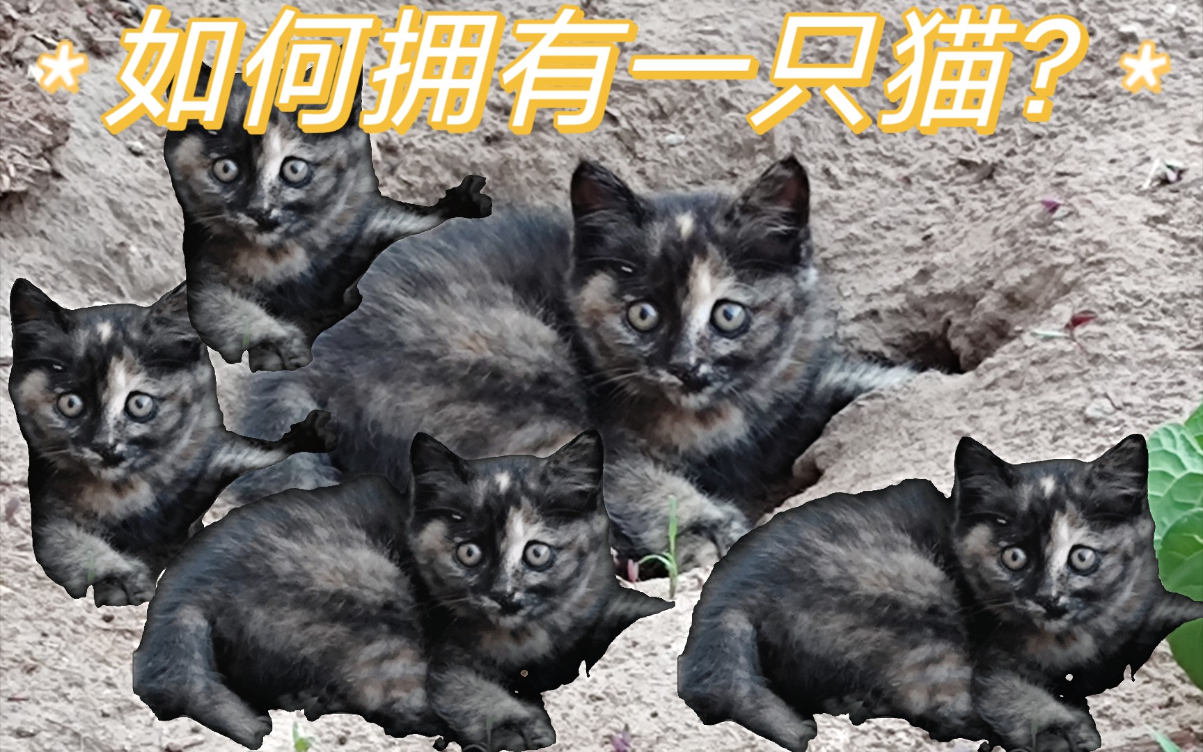 【猫】如何拥有一只猫,看简介.哔哩哔哩bilibili