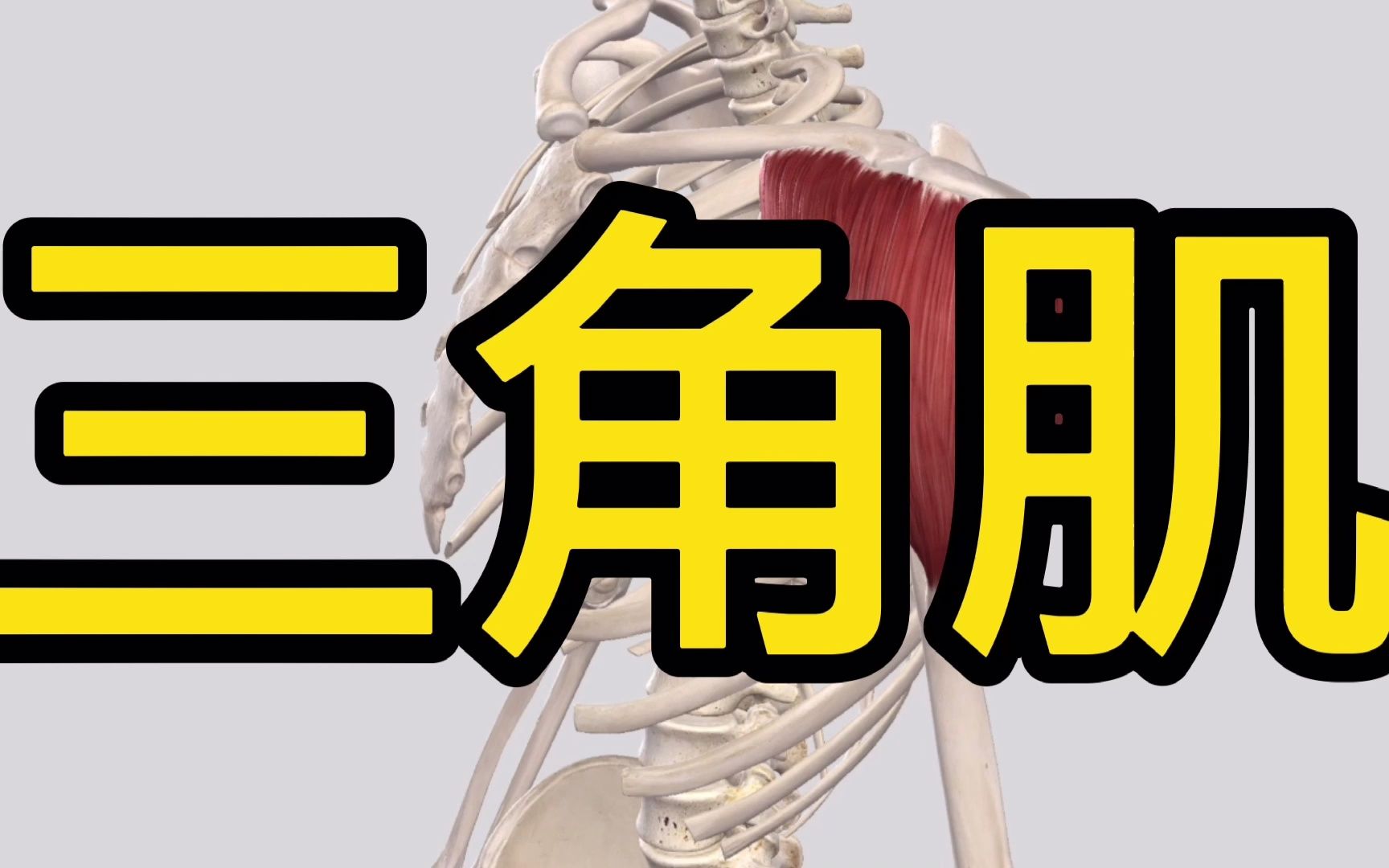 三角肌:肩关节外展主动肌