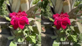 Download Video: Nikon Z8 vs Nikon D850测试