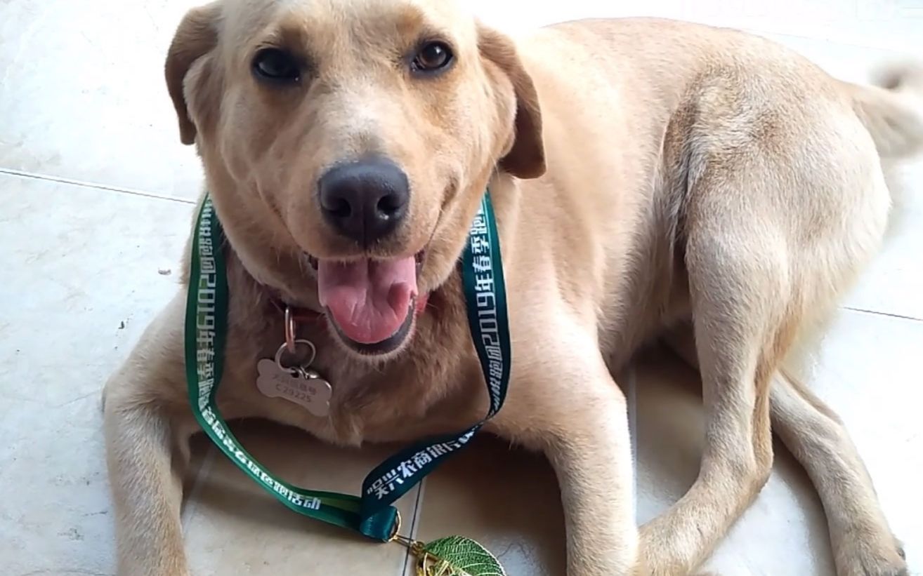 【拉布拉多】带上"奖牌"得瑟,耳朵呢?