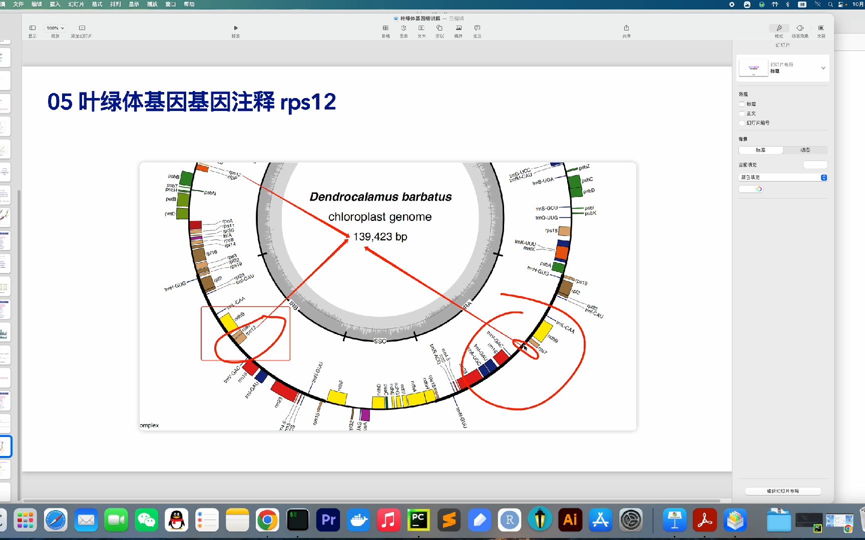 叶绿体基因组rps12基因注释哔哩哔哩bilibili