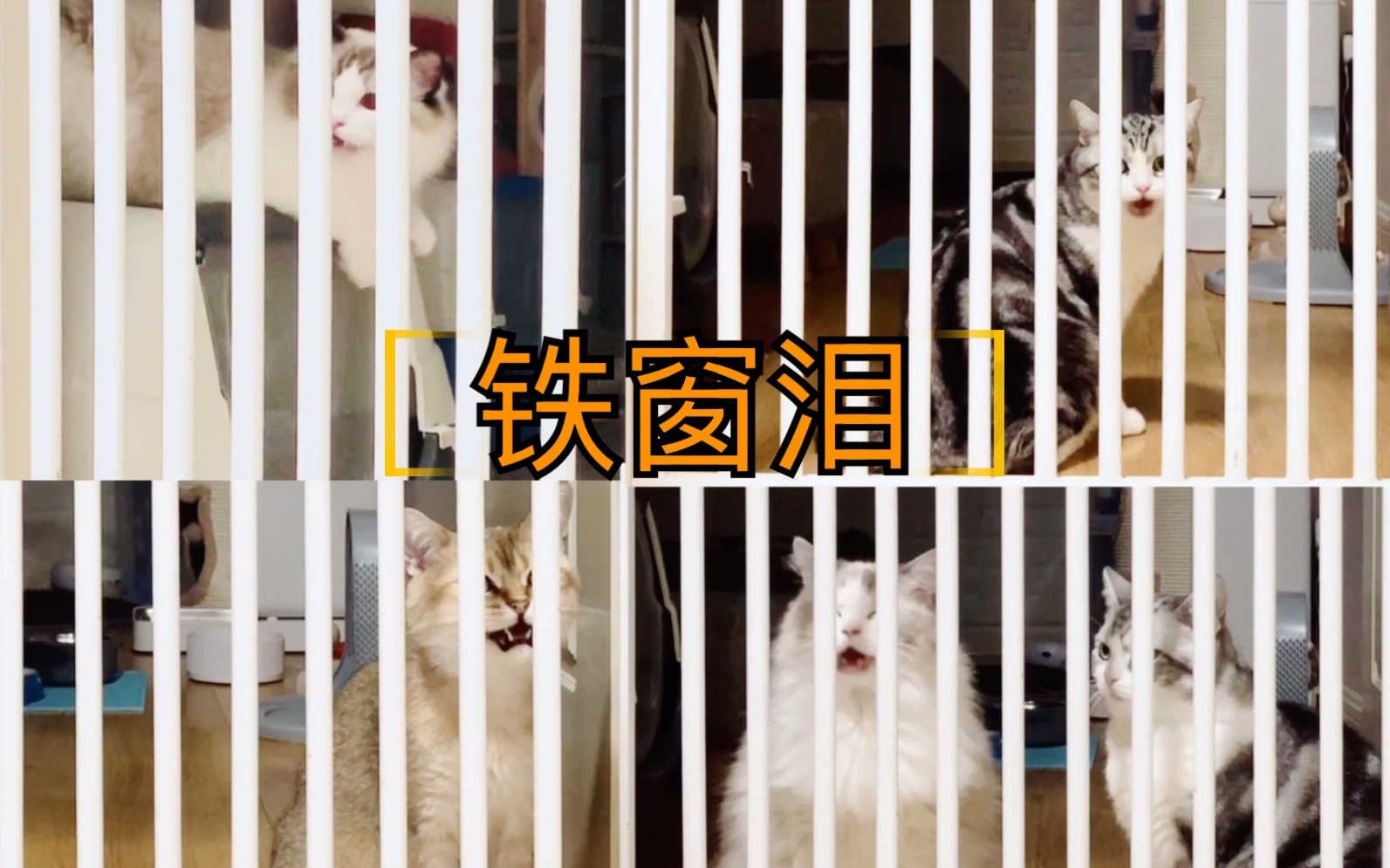 【猫咪监狱】——猫の四重唱《铁窗泪》justcats being cats pt