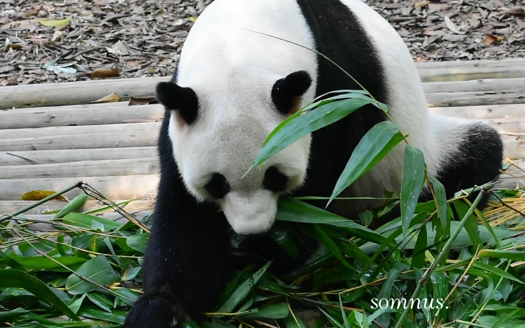 【大熊猫秋浜】白白胖胖充满希望,秋浜也是乖乖的干饭熊.