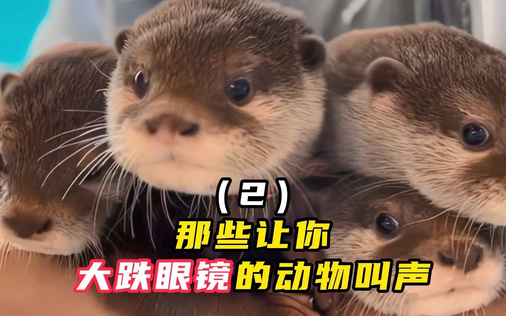 水豚的叫声,竟然像小流氓吹口哨