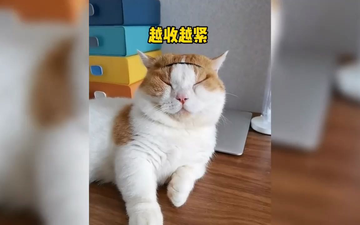 盘点猫咪带戴上金箍后的反应,猫 -我不是人,但你们是真的狗#猫