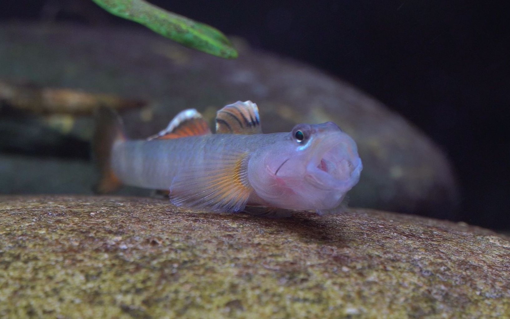 金边新红吻虾虎_哔哩哔哩_bilibili