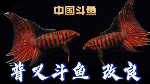 普叉斗鱼改良 彩兔第五代 暖系品种应该有各自独立之美 中国斗鱼拒绝内卷 哔哩哔哩 Bilibili