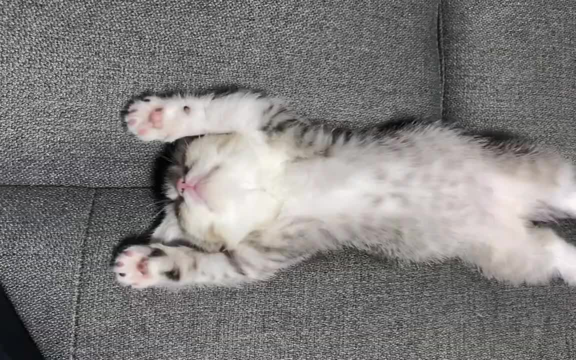 双爪举高,仰面朝天睡觉的小猫太可爱了【苏格兰猫】