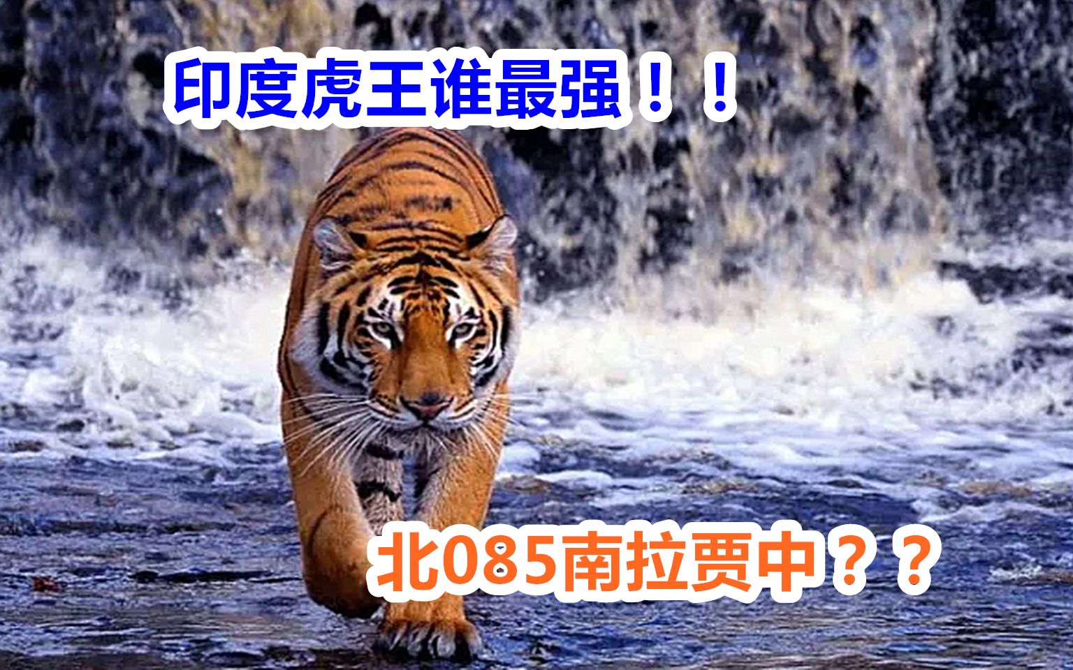 死神孔达:锁喉之王!路遇陌生雄虎必杀之