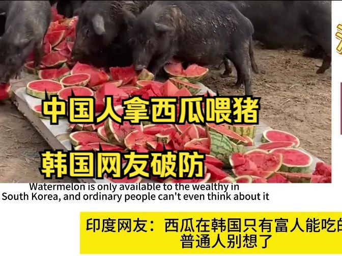 国外围观中国猪吃西瓜,韩国网友:中国竟然不知道西瓜皮能吃!哔哩哔哩bilibili