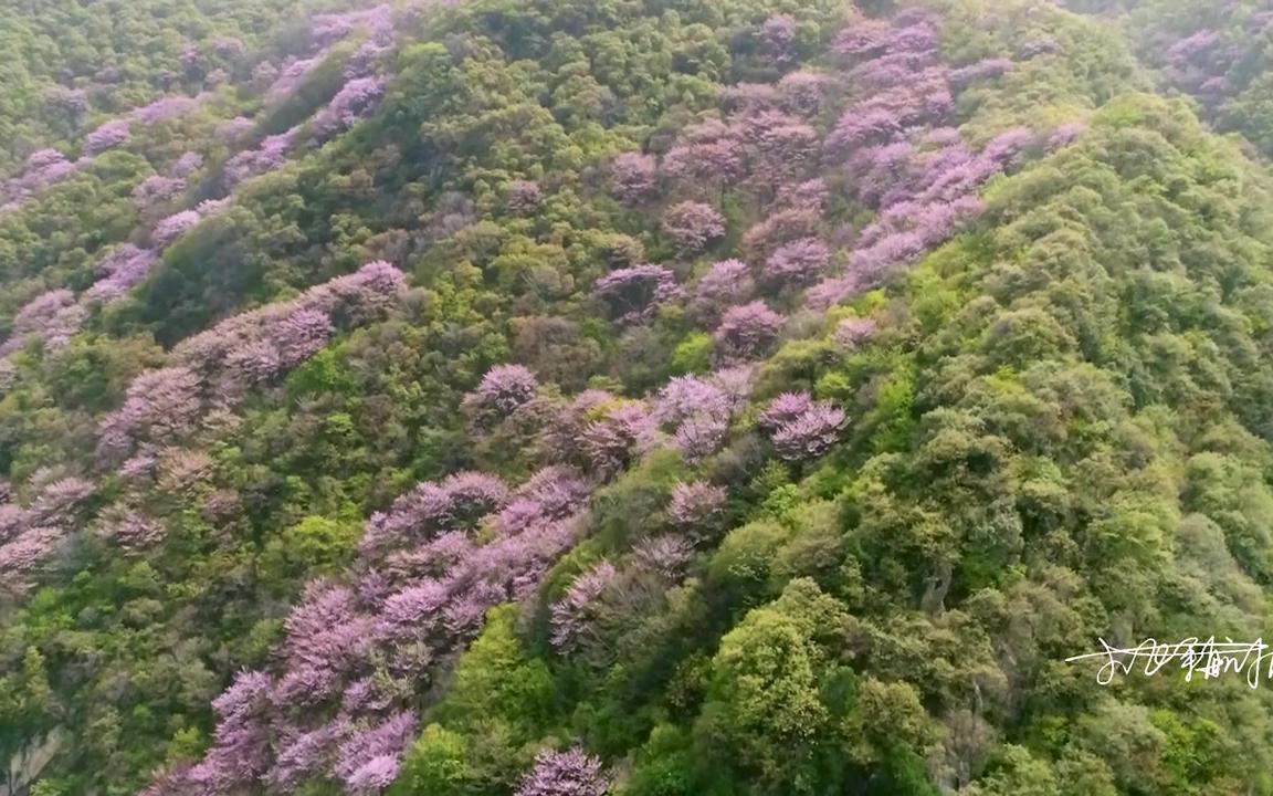 西安太平国家森林公园紫荆花摄影航拍最终调色版哔哩哔哩bilibili