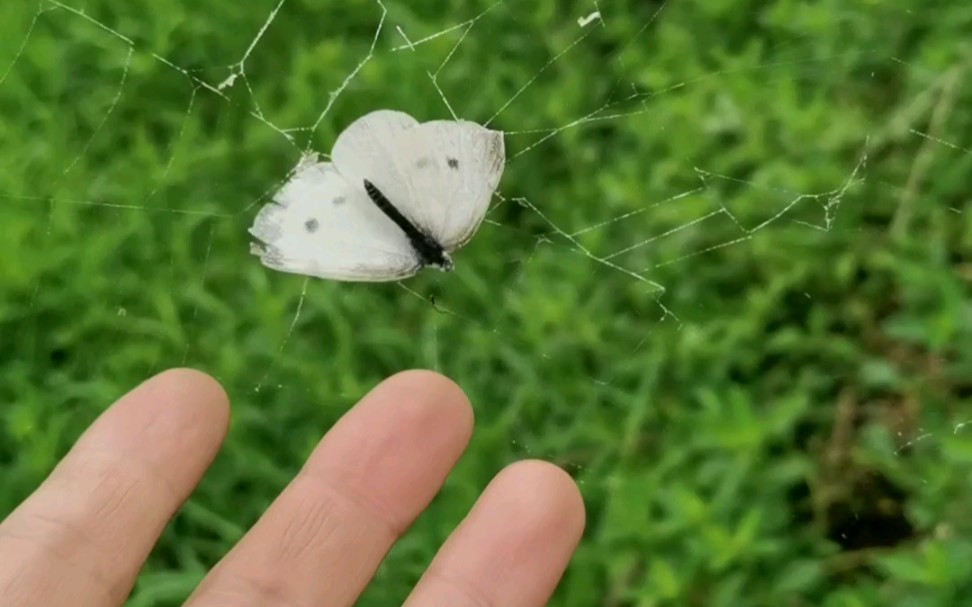 被蜘蛛网困住的蝴蝶 感觉自己就像这只蝴蝶被生活的网困住无法挣脱