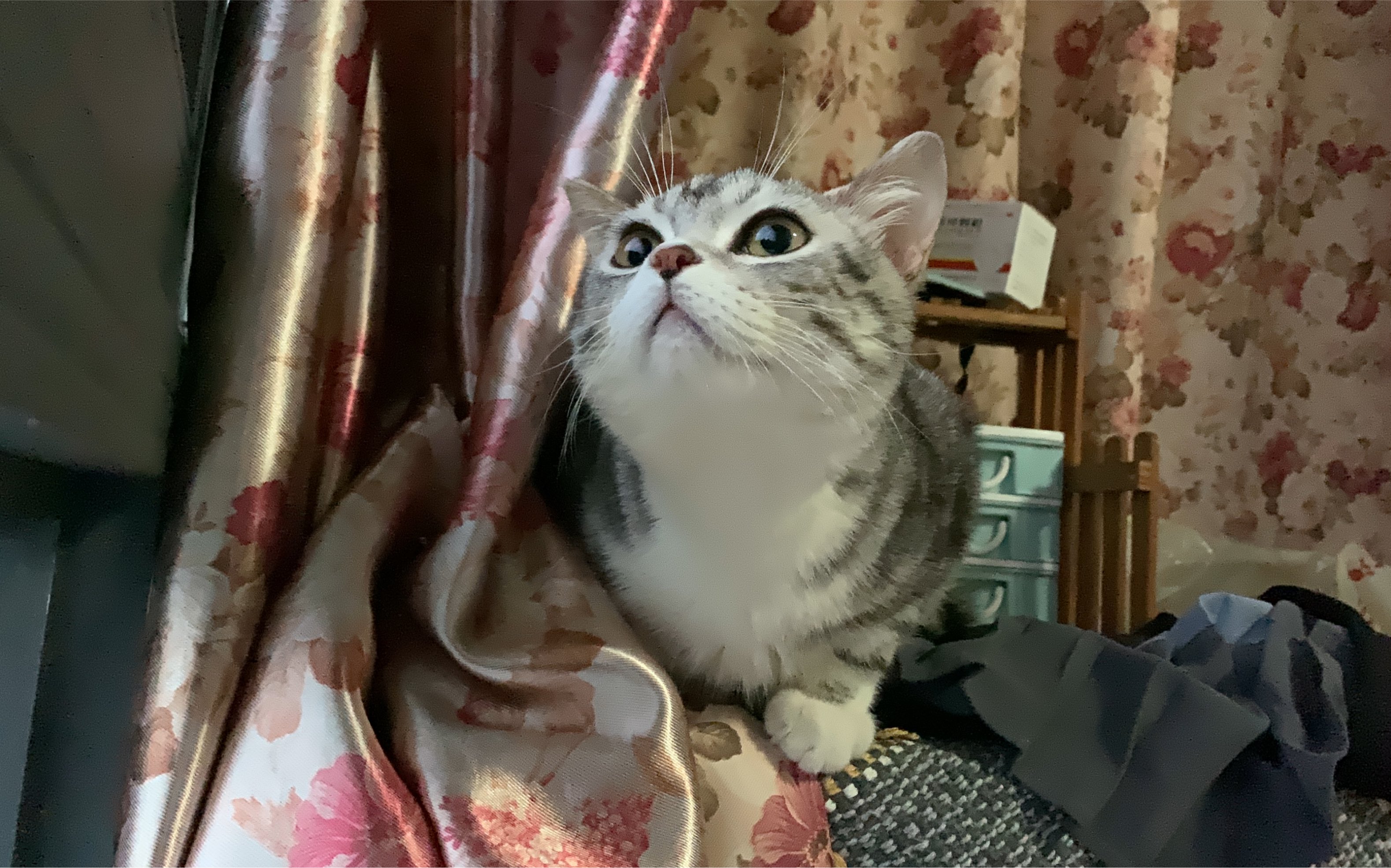 美短虎斑猫 猛虎咆哮的木木君