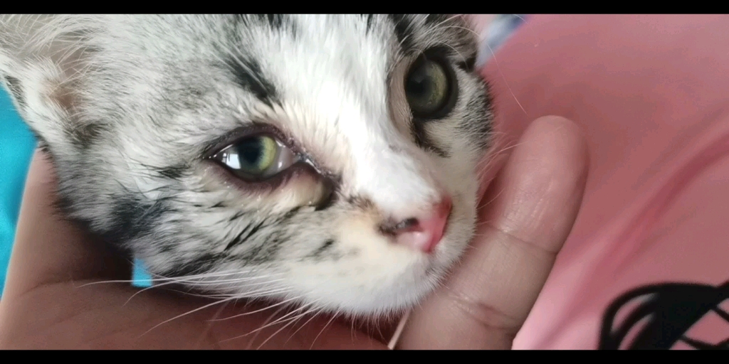 猫咪大小眼