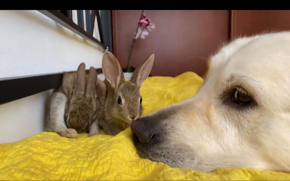 可爱的小兔子亲吻金毛猎犬