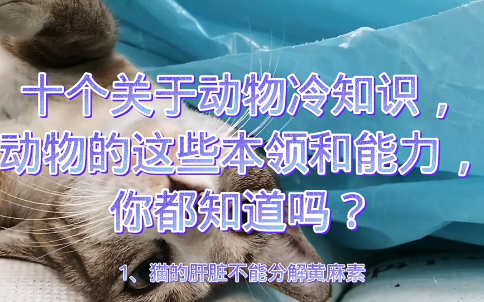 十个关于动物冷知识,动物的这些本领和能力,你都知道吗?哔哩哔哩bilibili