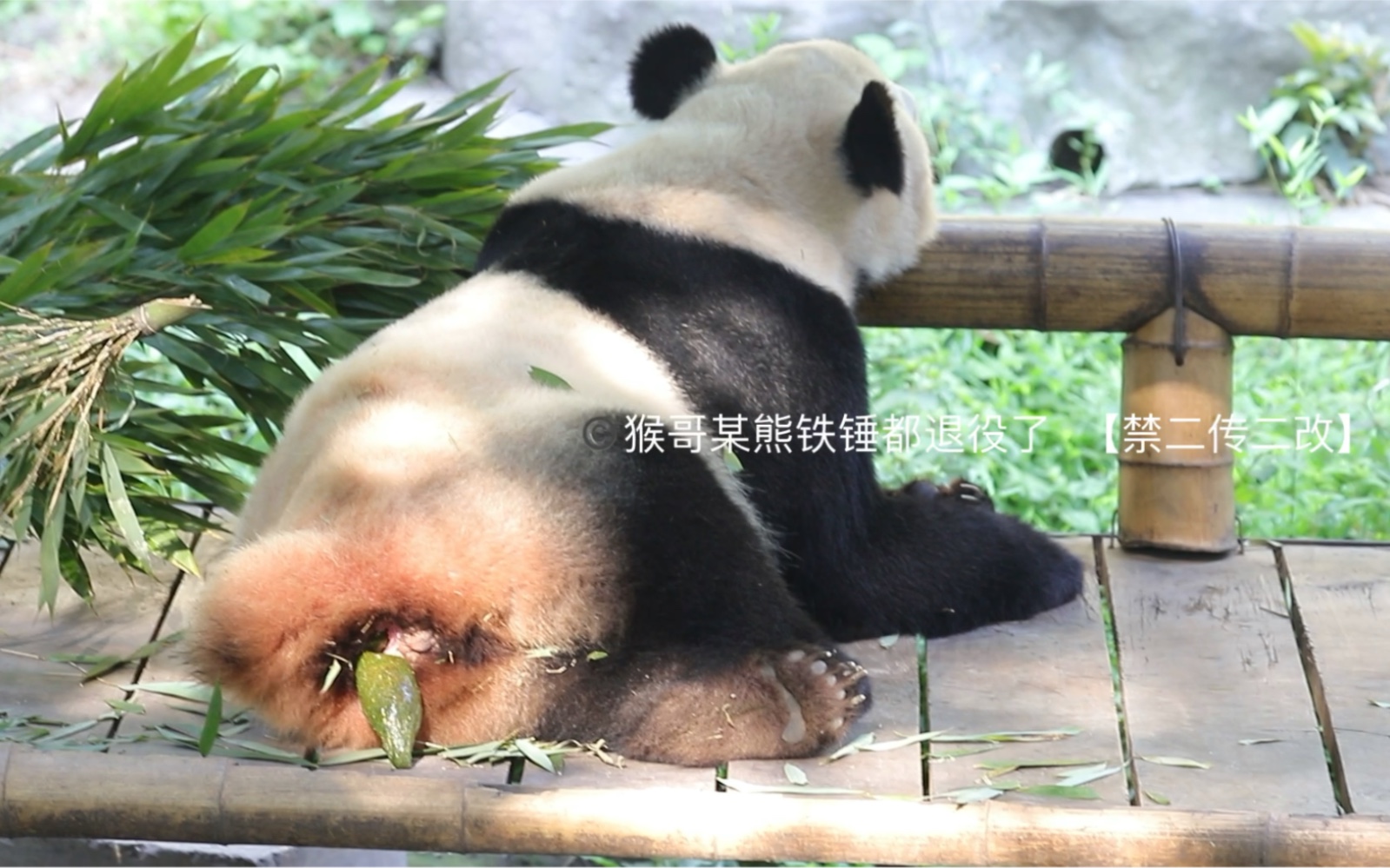 [图]【大熊猫二顺】210802重动，老娘有100种拉屎的姿势！