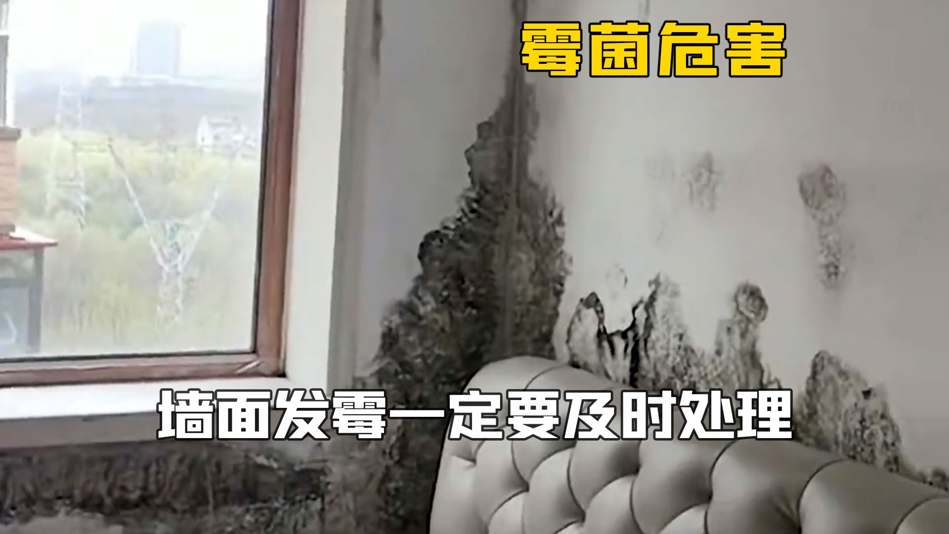 墙面发霉一定要及时处理：不然不仅房间充满细菌，还会容易生病