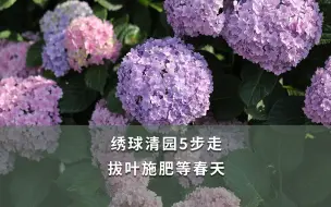 Descargar video: 绣球清园5步走，拔叶施肥等春天