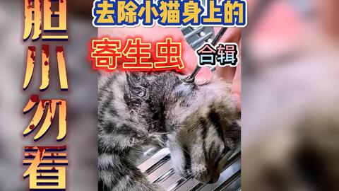 去除小猫身上的寄生虫 国外大神怎么拔出小猫体内的虫子 哔哩哔哩