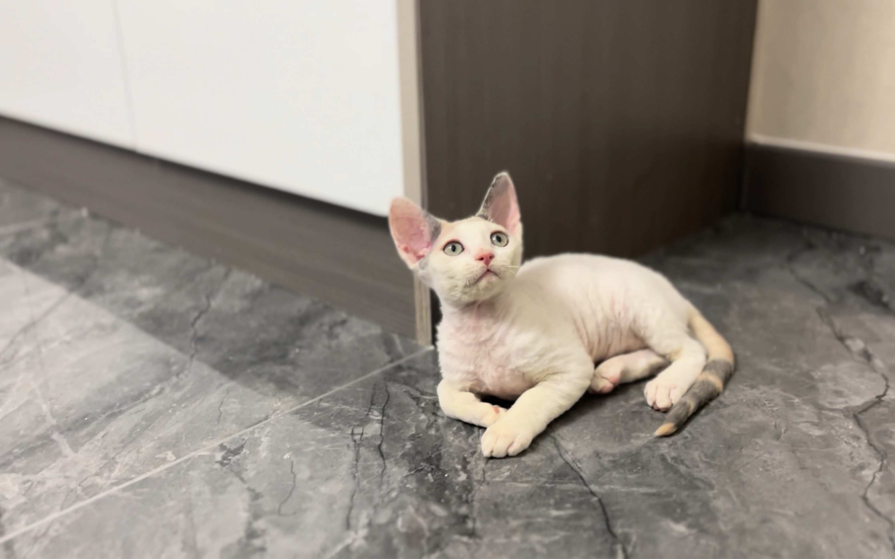 德文卷毛猫 | 甜美可爱浅三花开脸妹妹蹲新家啦