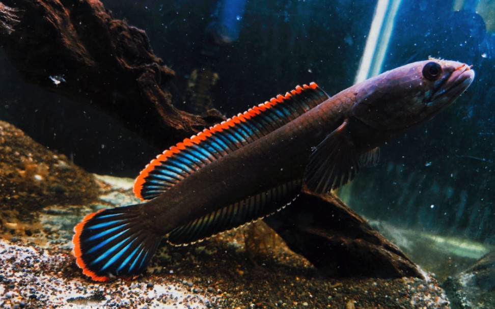 火背雷龙接食_哔哩哔哩 (゜-゜)つロ 干杯~-bilibili