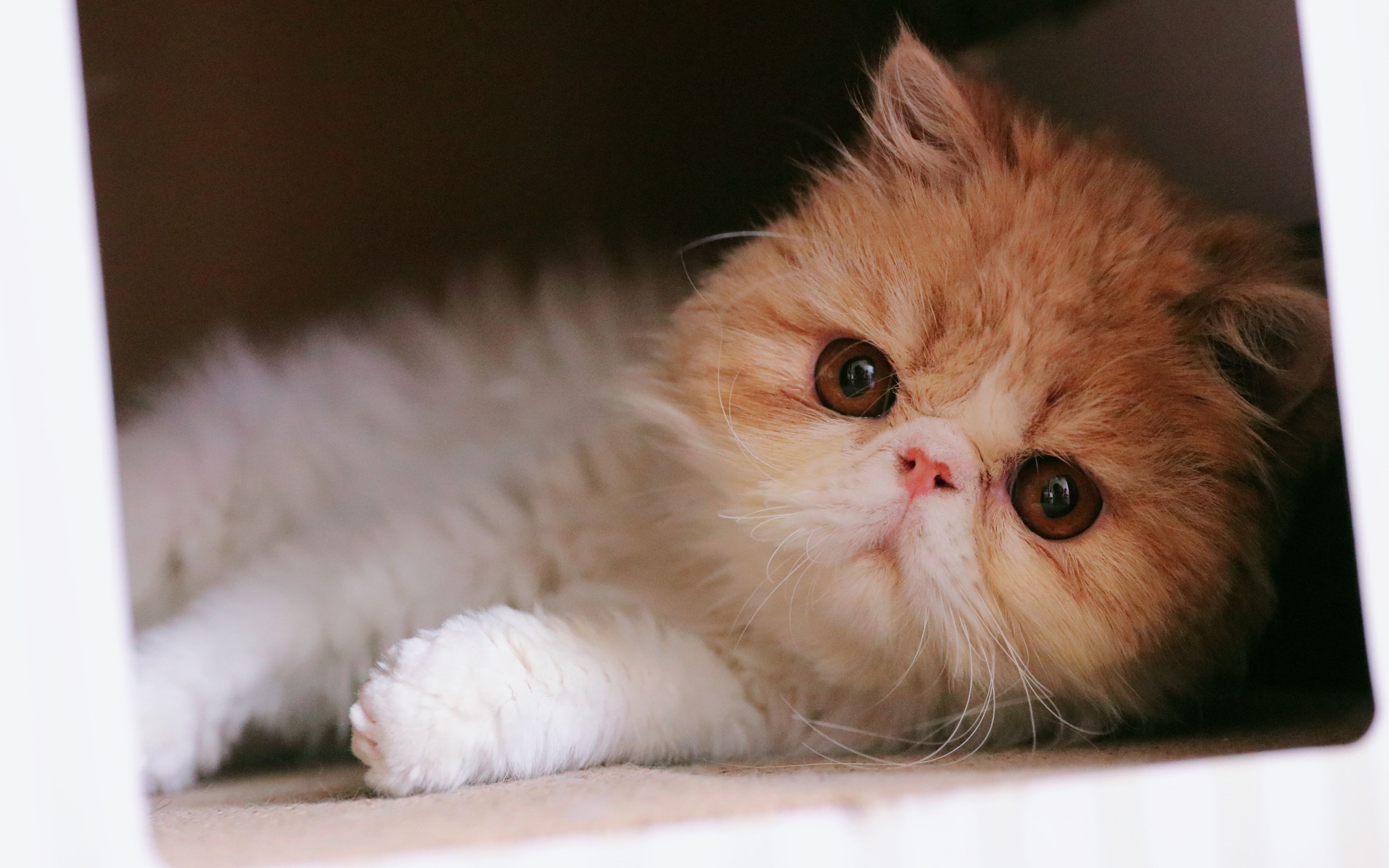 pingaiaier长毛加菲猫鳌拜allbuysvlog2