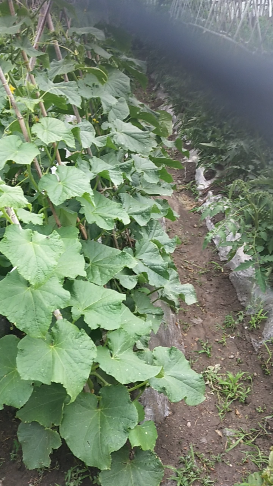 黑龙江省齐齐哈尔市依安县富饶乡