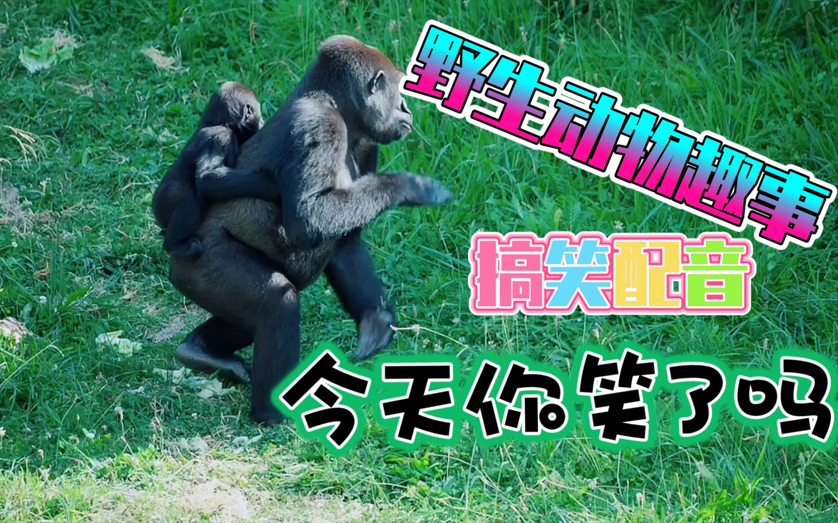 搞笑配音今天你笑了吗野生动物圈趣事