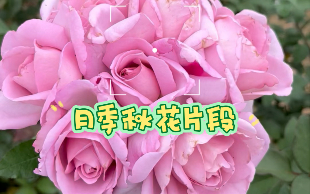 一些月季秋花片段哔哩哔哩bilibili