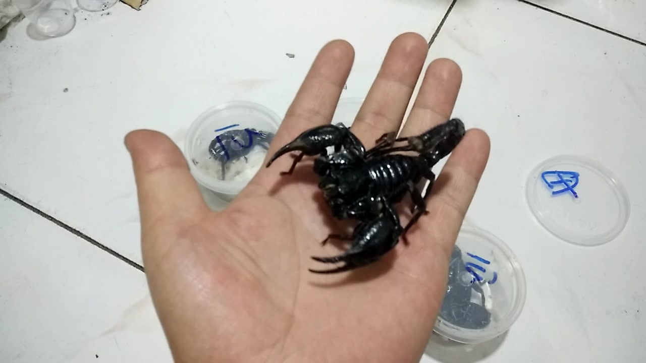 马来西亚皇帝蝎子,霸气外露,巨大的钳子!