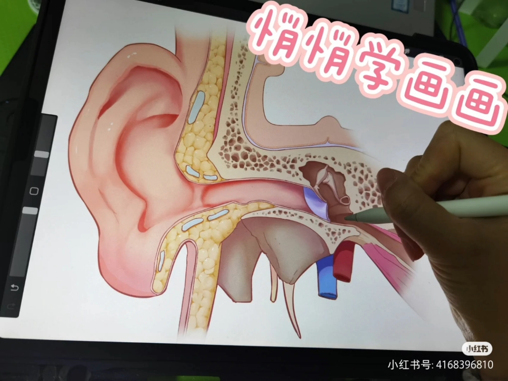 科研绘图列了一份详细的医学插画教程 希望能帮到同学们哔哩哔哩bilibili