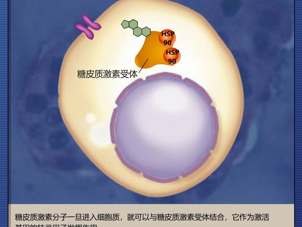 糖皮质激素的作用哔哩哔哩bilibili