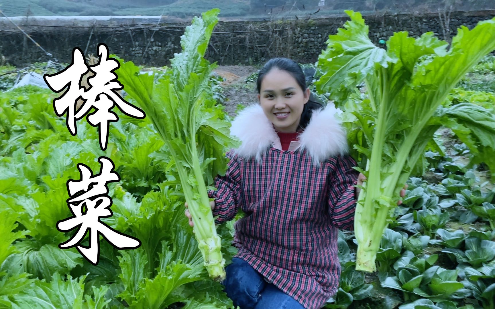 这种蔬菜只吃菜梗,菜叶给鸡吃,味道比肉还好吃哔哩哔哩bilibili