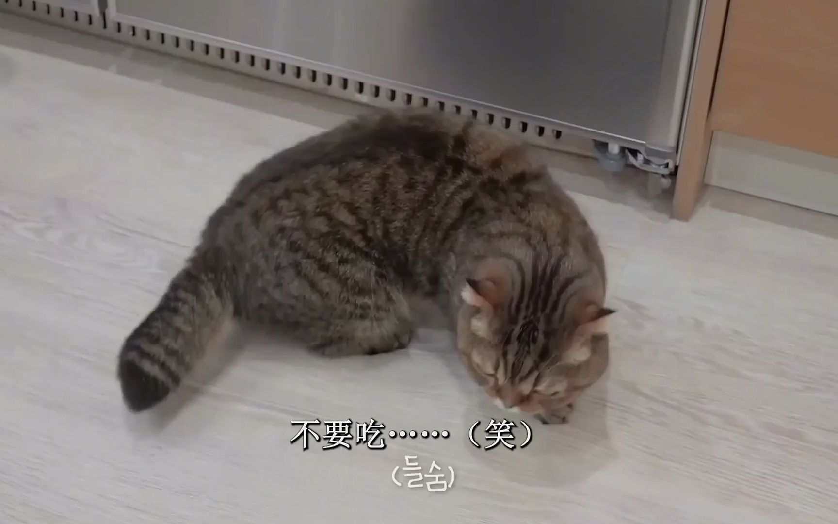 猫管家亲自上阵,看的我都想下单了!哔哩哔哩bilibili