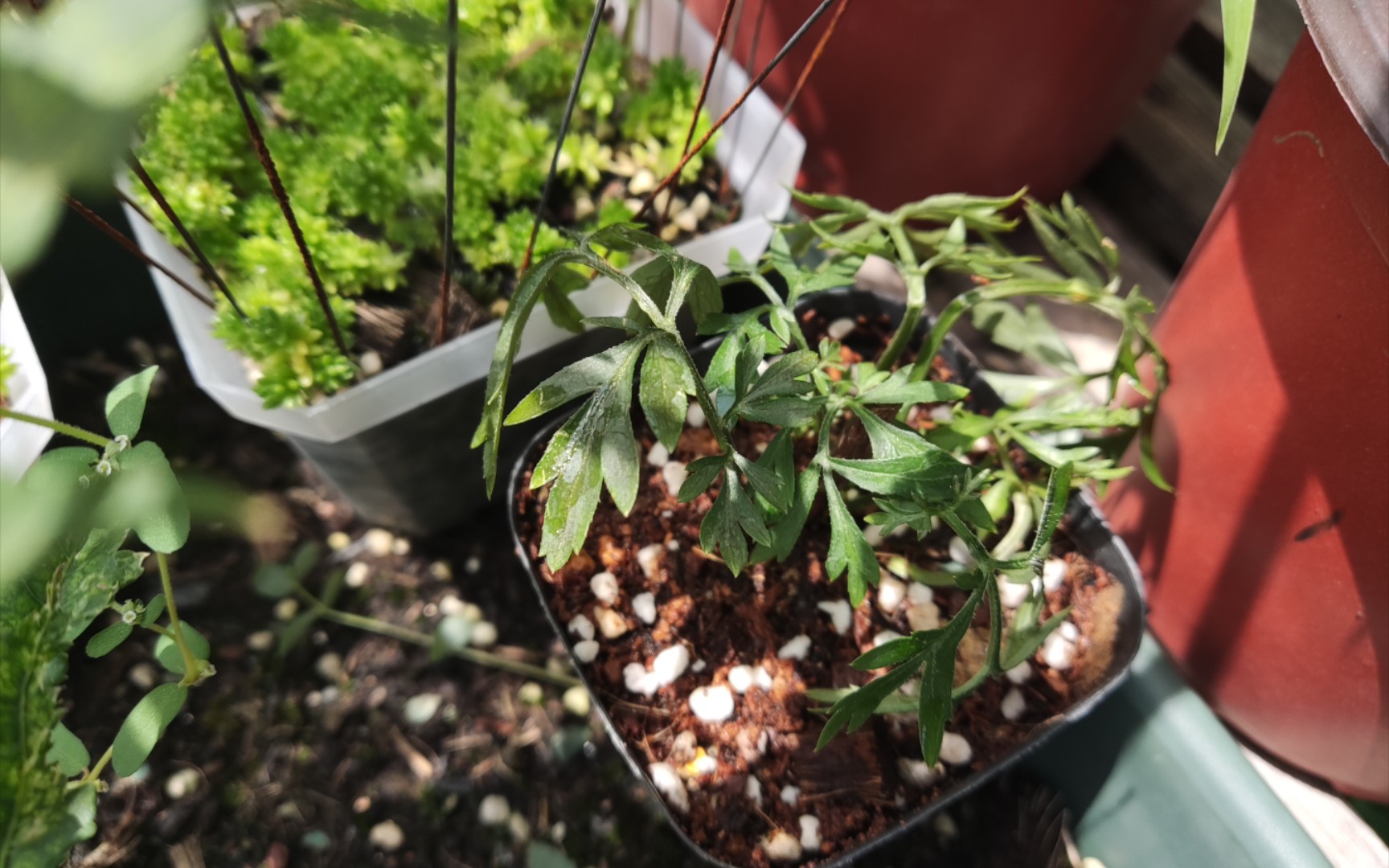 盛夏开箱 黑叶接骨木!